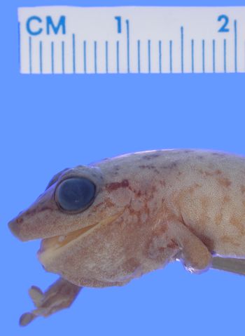 Media type: image; Herpetology A-84624